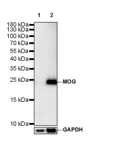MOG Rabbit Polyclonal Antibody