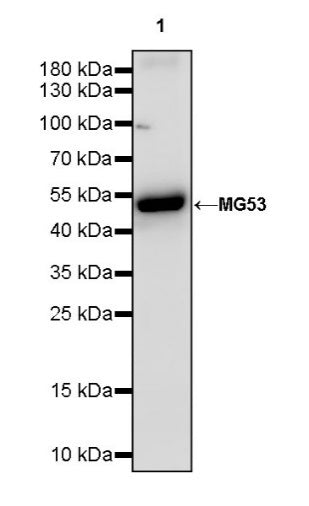 MG53 Recombinant Rabbit mAb (S-1659-10)