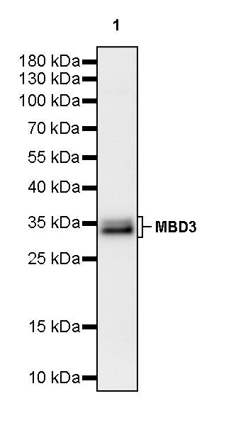 MBD3 Recombinant Rabbit mAb (S-4367)