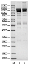 USP15 Protein