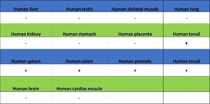 NFAT2 Recombinant Mouse mAb (S-4705)
