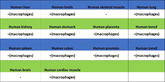 Sialoadhesin/CD169 Recombinant Rabbit mAb (SDT-3228-8)