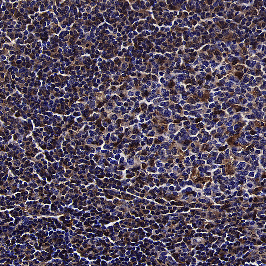 GBP2 Recombinant Rabbit mAb