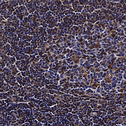 GBP2 Recombinant Rabbit mAb