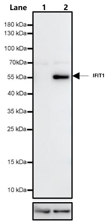 IFN-α 2b Protein, Human