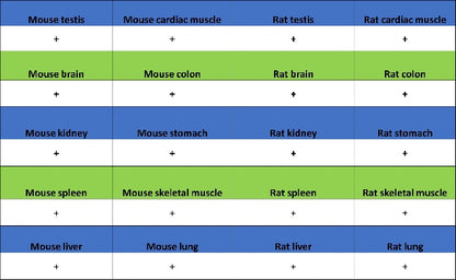 Caspase-7 Recombinant Rabbit mAb (S-782-50)