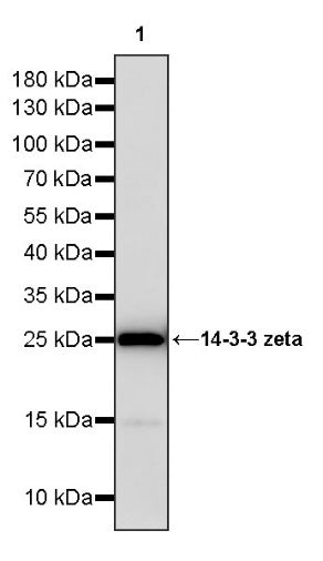 14-3-3 zeta Recombinant Rabbit mAb (S-1092-31)