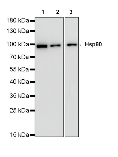 HSP90 Recombinant Rabbit mAb (S-5412)
