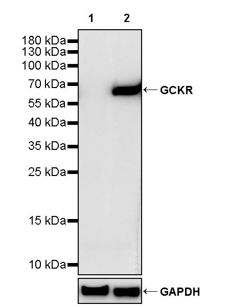 GCKR Recombinant Rabbit mAb (S-4472-64)