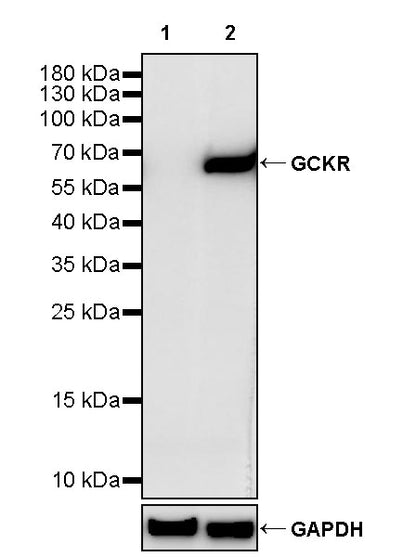 GCKR Recombinant Rabbit mAb (S-4472-64)