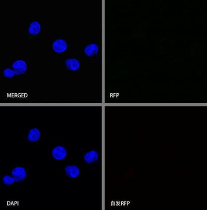 RFP Recombinant Rabbit mAb (S-1006-109)