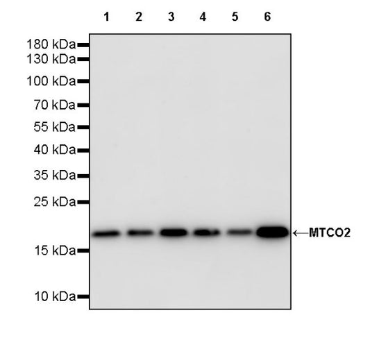 MTCO2 Rabbit Polyclonal Antibody