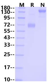 IL-21R Fc Chimera Protein, Human