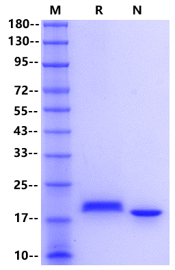 IL-28A/IFN-λ2 Protein, Mouse