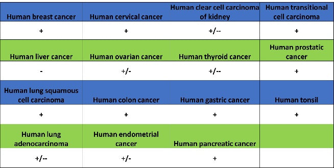 Src Recombinant Rabbit mAb (S-1181-16)