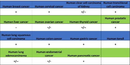 Src Recombinant Rabbit mAb (S-1181-16)