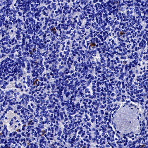 Human IgG1 F(c) Mouse mAb (S-448-1)