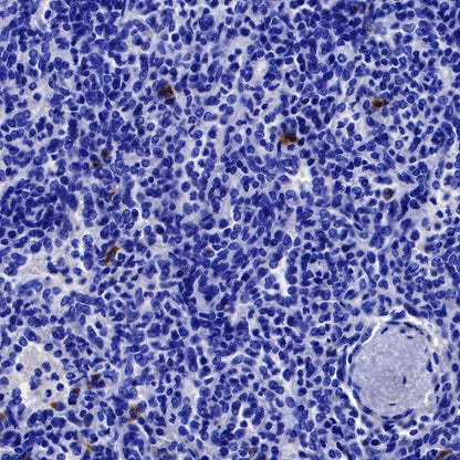 Human IgG1 F(c) Mouse mAb (S-448-1)