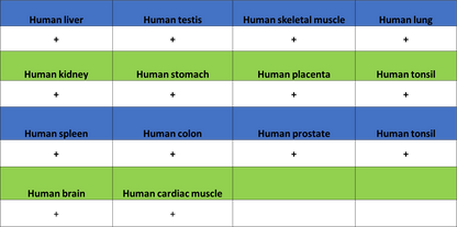 BCAR1 Recombinant Rabbit mAb (S-3542-49)