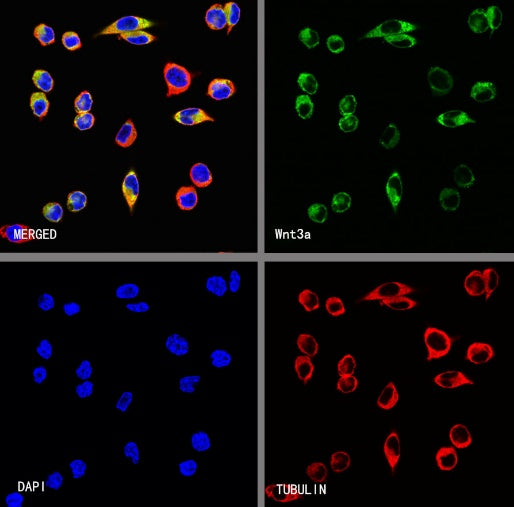 Wnt3a Recombinant Rabbit mAb (S-3300)