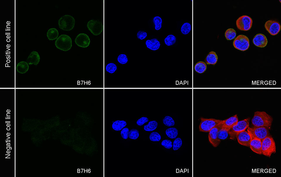 B7-H6 Recombinant Rabbit mAb (S-1044-72)