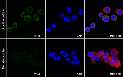 B7-H6 Recombinant Rabbit mAb (S-1044-72)
