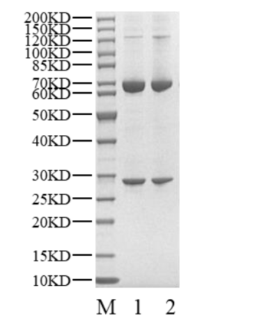 CDK12/Cyclin T1 Protein