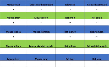 Calbindin Recombinant Rabbit mAb (S-774-378)