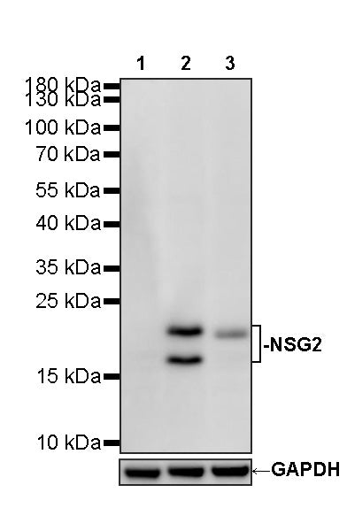 NSG2 Recombinant Rabbit mAb (S-3789-136)