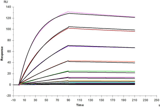 CD221/IGF1R His Tag Protein, Human
