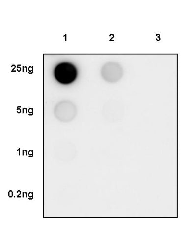 Phospho- Zap-70 (Tyr319)/Syk (Tyr352) Recombinant Rabbit mAb (S-1252-12)