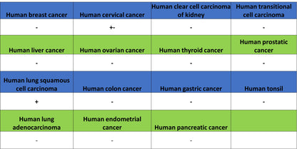 SOX2 Recombinant Rabbit mAb (S-5000)