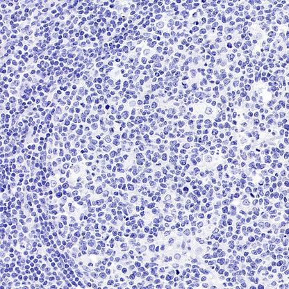 Mouse mAb IgG1, κ Isotype Control (S-844-79)