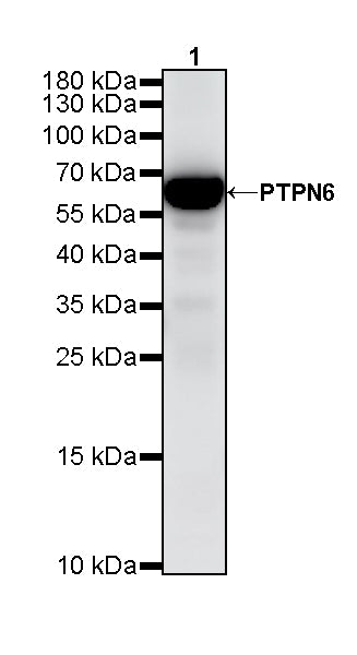 PTPN6 Rabbit Polyclonal Antibody