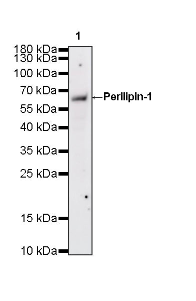 Perilipin-1 Recombinant Rabbit mAb (S-3093-31)