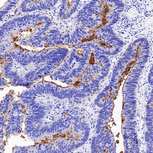 DPEP1 Recombinant Rabbit mAb (S-R293)