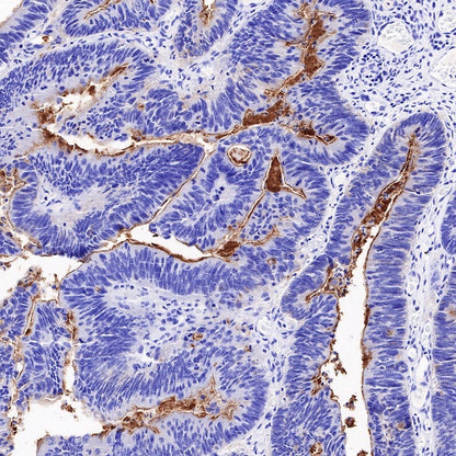 DPEP1 Recombinant Rabbit mAb (S-R293)