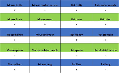 ALDH1L1 Recombinant Rabbit mAb (S-2885-49)