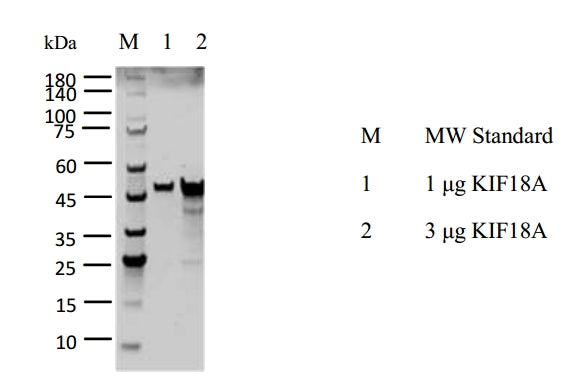 KIF18A Protein