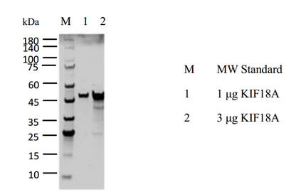 KIF18A Protein