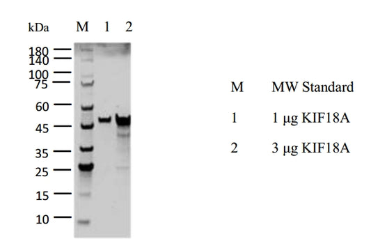 KIF18A Protein