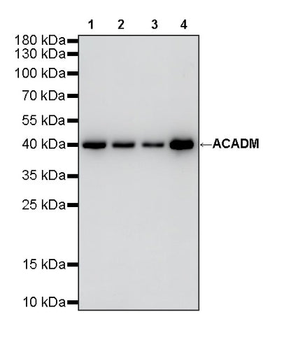 ACADM Mouse mAb