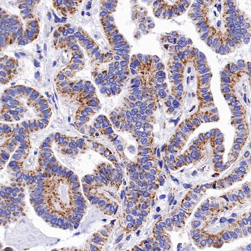 Ndufs4 Recombinant Rabbit mAb (S-1459-14)