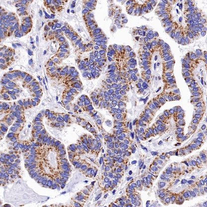 Ndufs4 Recombinant Rabbit mAb (S-1459-14)