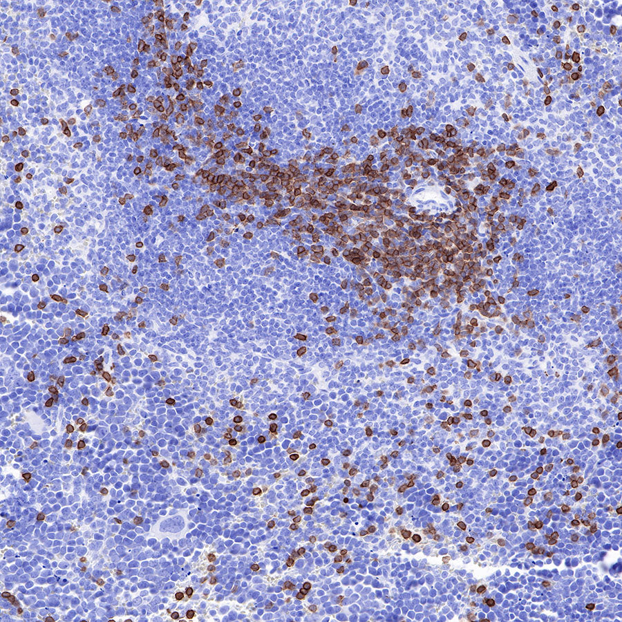 S-RMab® CD3 epsilon Recombinant Rabbit mAb,PBS Only (SDT-R137)