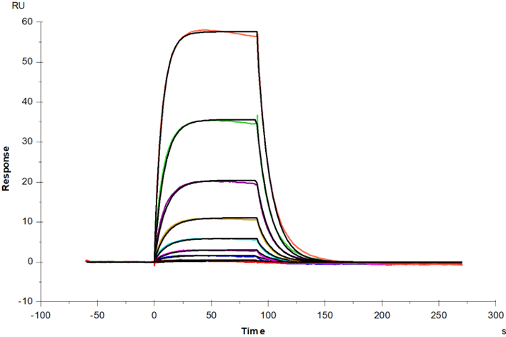 Fc γ RI/CD64 His Tag Protein, Mouse