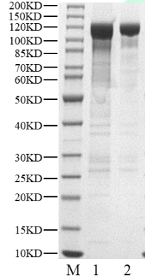 PRKD3(PKD3) GST Tag Protein, Human