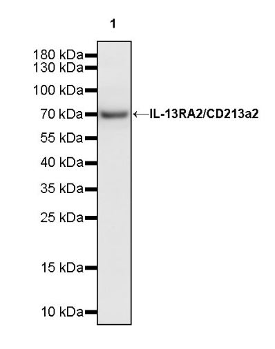 IL-13RA2/CD213a2 Rabbit Polyclonal Antibody