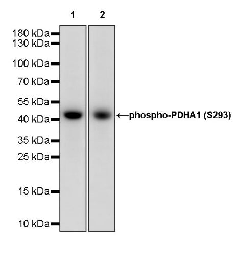 Phospho-PDHA1 (S293) Recombinant Rabbit mAb (S-1729-25)