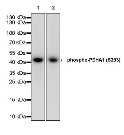 Phospho-PDHA1 (S293) Recombinant Rabbit mAb (S-1729-25)